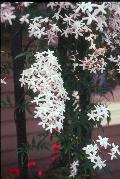 Pink Jasmine / Jasminum polyanthum